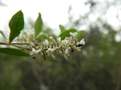 Aloysia
