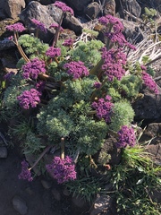 Lomatium columbianum