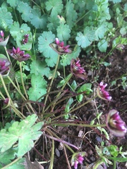 Claytonia parviflora