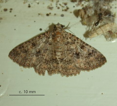 Rhabdophera