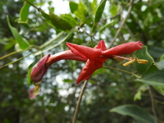 Dolichandra cynanchoides