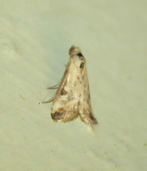 Odontiinae