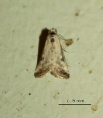 Odontiinae