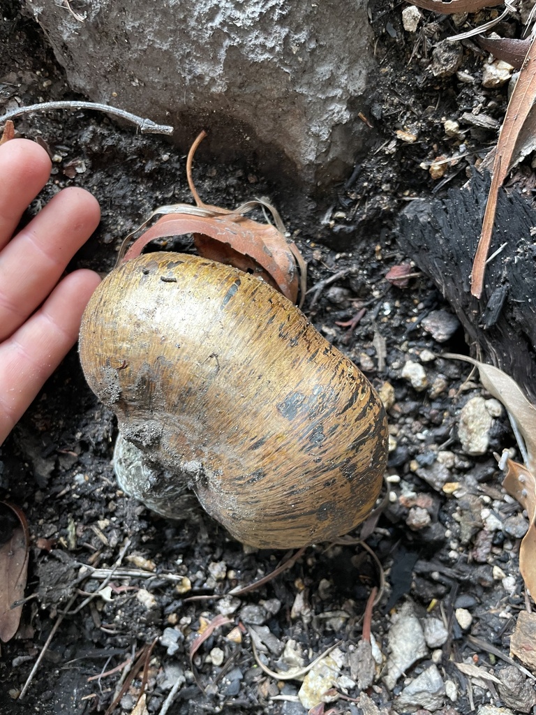 Pisolithus in November 2023 by LFW-ScenicRim · iNaturalist