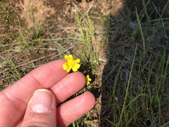 Crocidium multicaule