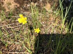 Crocidium multicaule