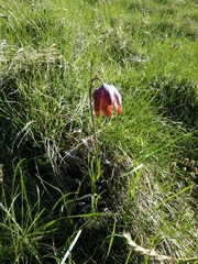 Fritillaria montana