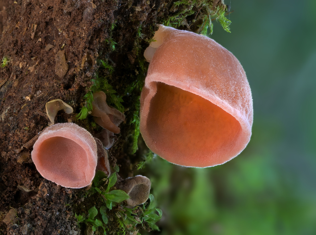 Auricularia fuscosuccinea · November 2023 · photo: © alan_rockefeller (iNaturalist, cc-by-sa)