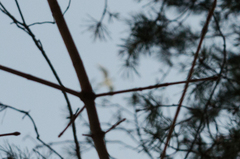 Chroicocephalus ridibundus