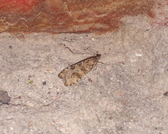 Nomophila noctuella