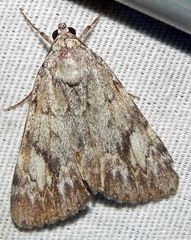 Catocala amica
