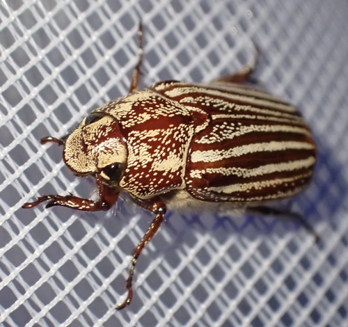 Engertia