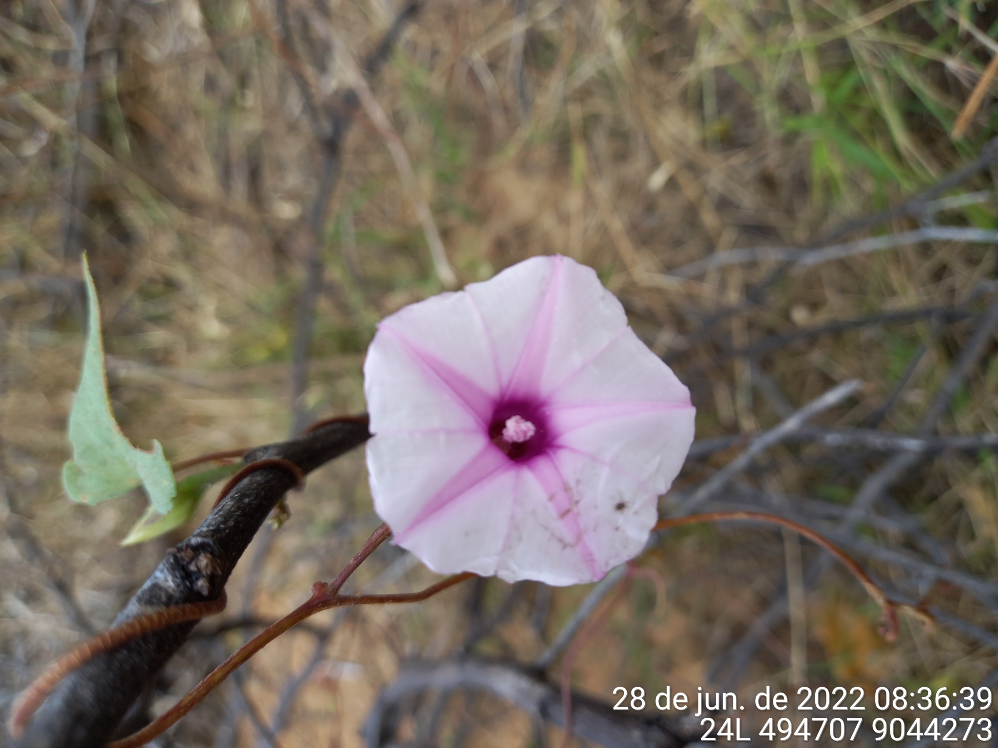 Ipomoea acanthocarpa