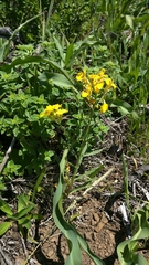 Erysimum franciscanum
