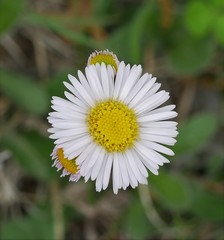 Erigeron pulchellus pulchellus