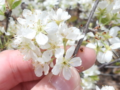 Prunus rivularis