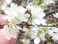 Prunus rivularis