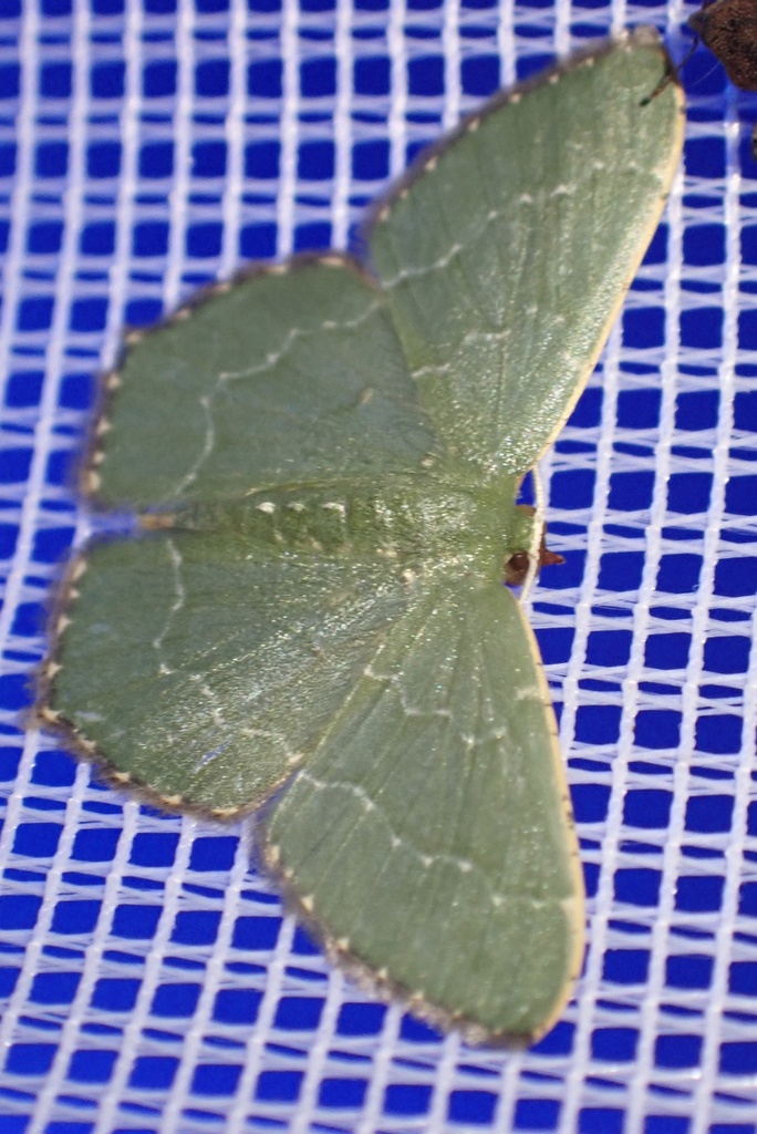 Hemithea wuka (Hemithea wuka)