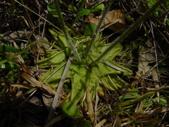 Pinguicula caerulea