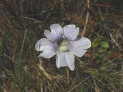 Pinguicula caerulea image