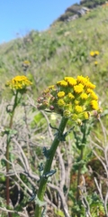 Senecio aronicoides