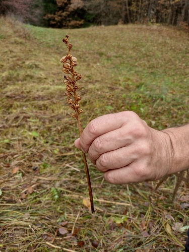 hniezdovka hlístová (Neottia nidus-avis)