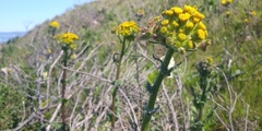 Senecio aronicoides