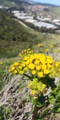 Senecio aronicoides