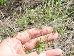 Androsace occidentalis