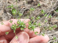 Androsace occidentalis