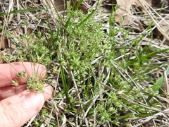 Androsace occidentalis