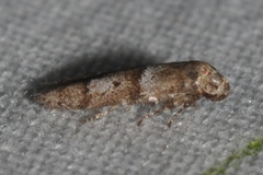 Blastobasis pulchella