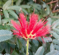 Calliandra tweediei