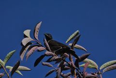 Quiscalus quiscula versicolor