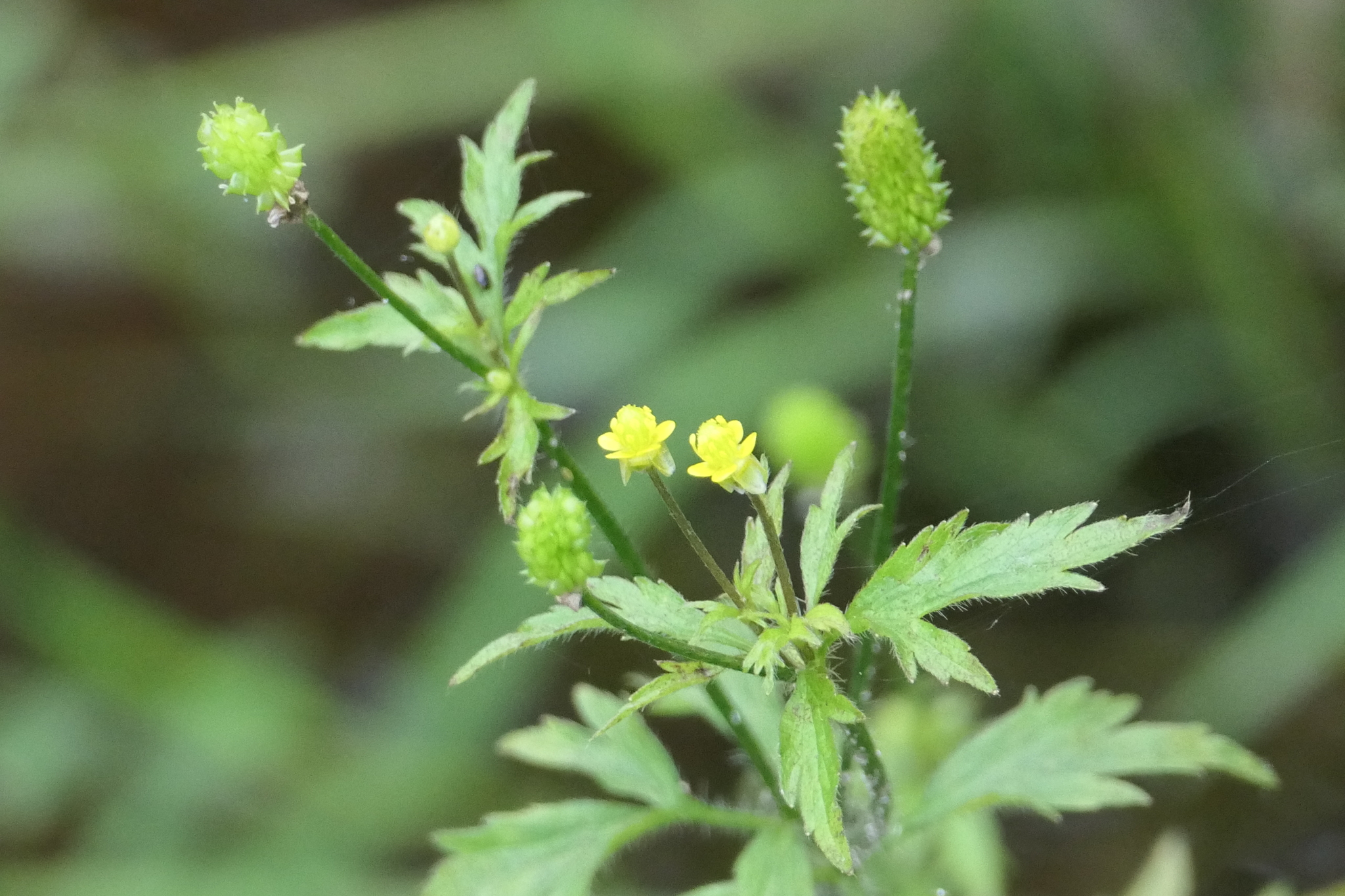 Ranunculus pensylvanicus