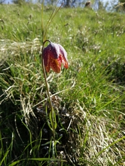 Fritillaria montana