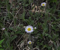 Erigeron pulchellus pulchellus