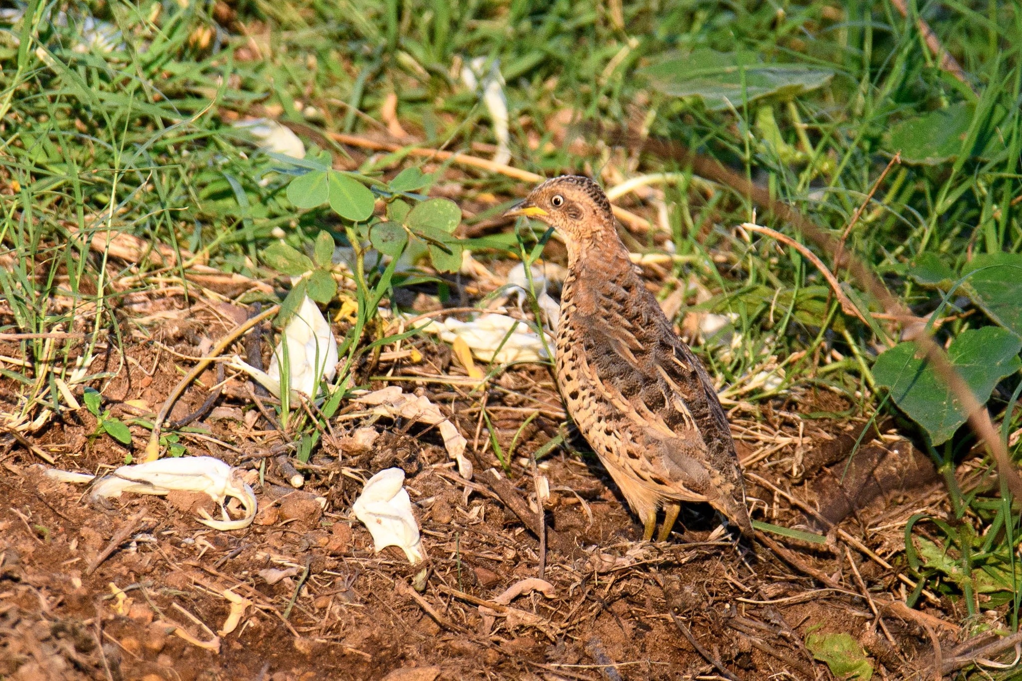 Red-backed Buttonquail (Turnix maculosus), photo 5