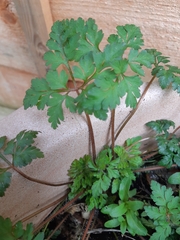 Geranium robertianum