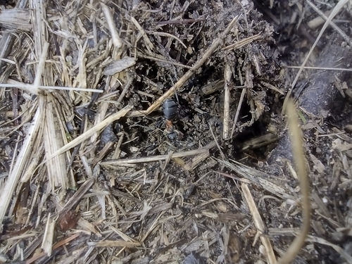 mravec lesný (Formica rufa)