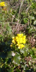 Berberis pinnata