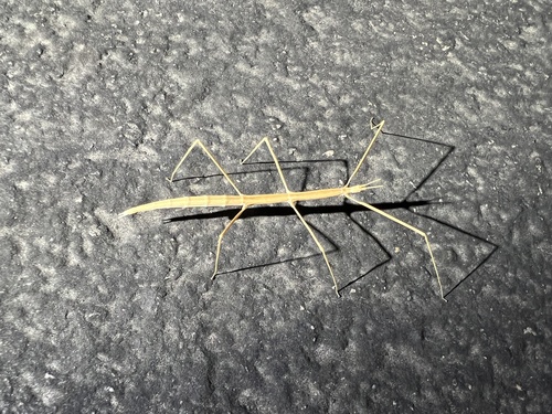 iNaturalist observation photo of Western Short-horned Walkingstick