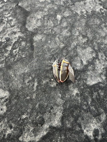 iNaturalist observation photo of California Bordered Plant Bug
