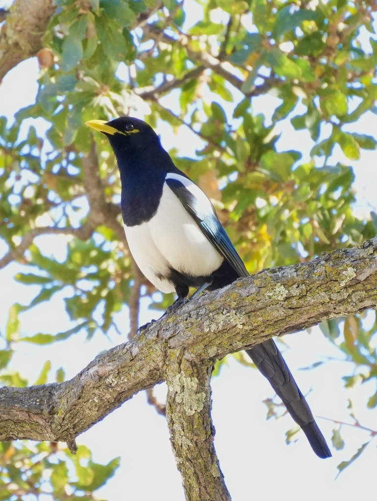 Yellow-billed Magpie from Del Valle Regional Park, Livermore, CA, US on ...