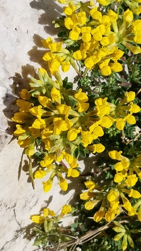 Lotus cytisoides (Lotus cytisoides)