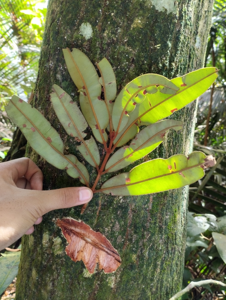 Calophyllum molle