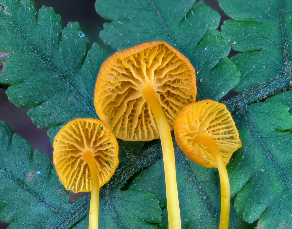 Marasmius rhyssophyllus · November 2023 · photo: © alan_rockefeller (iNaturalist, cc-by-sa)