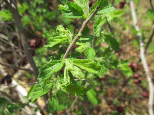 Image of Star Raisin (Grewia avellana) by no rights reserved