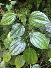 Piper capense capense