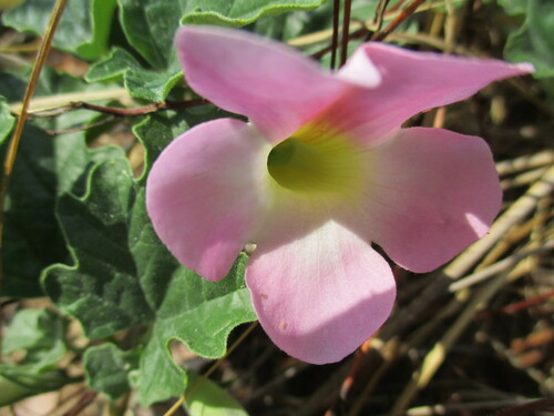 Image of Harpagophytum zeyheri by no rights reserved